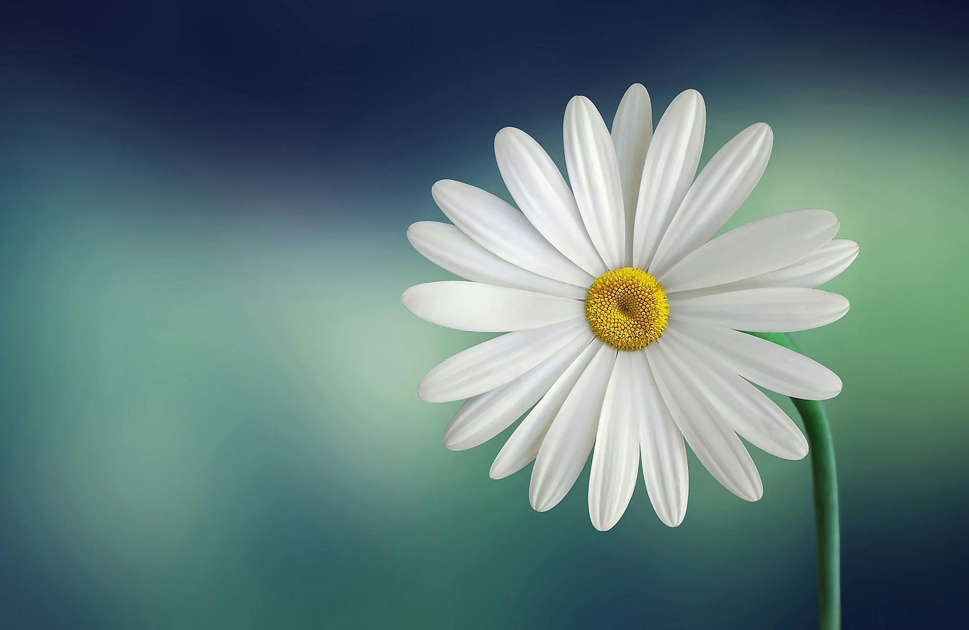 Flower in Focus