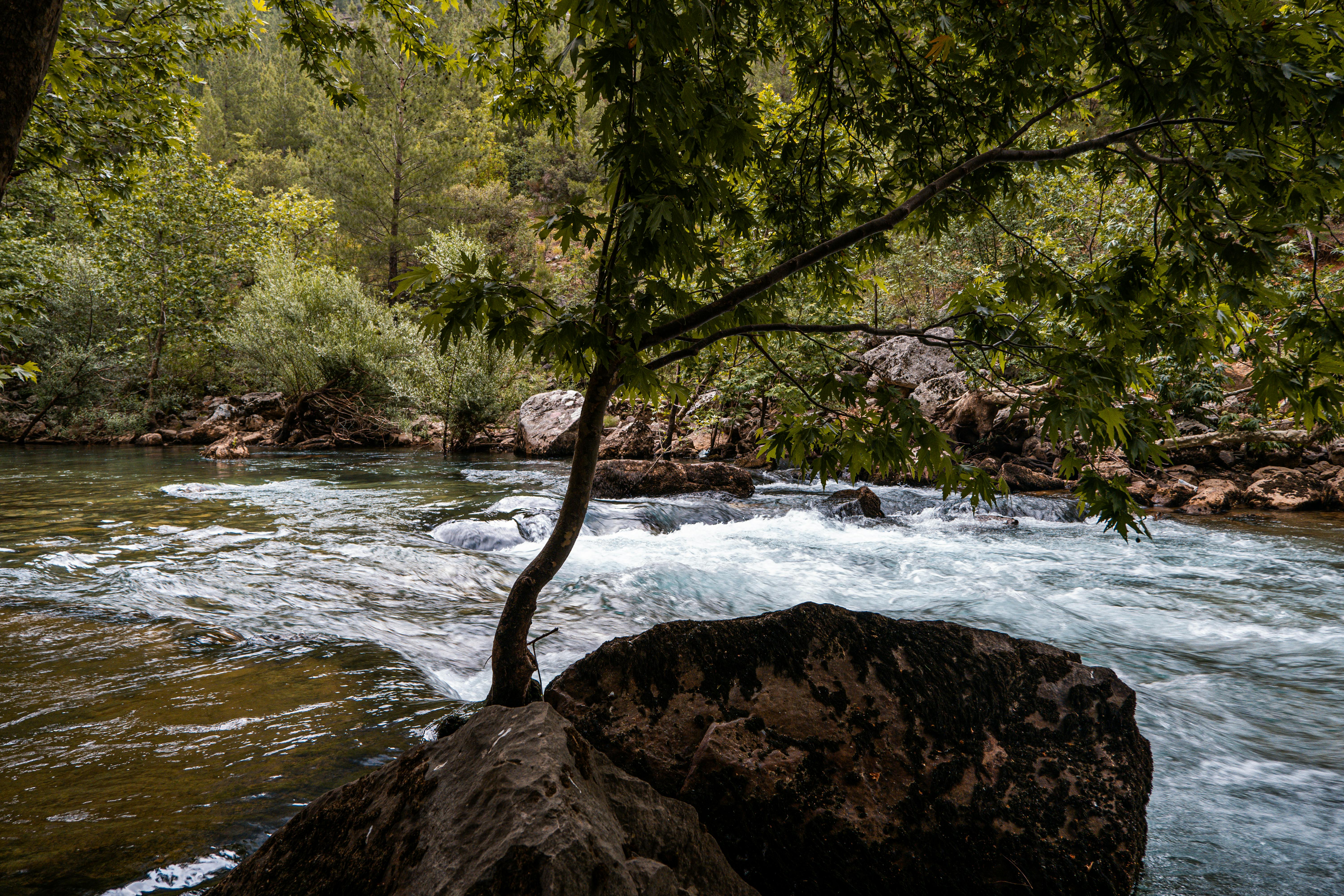 Tree and River