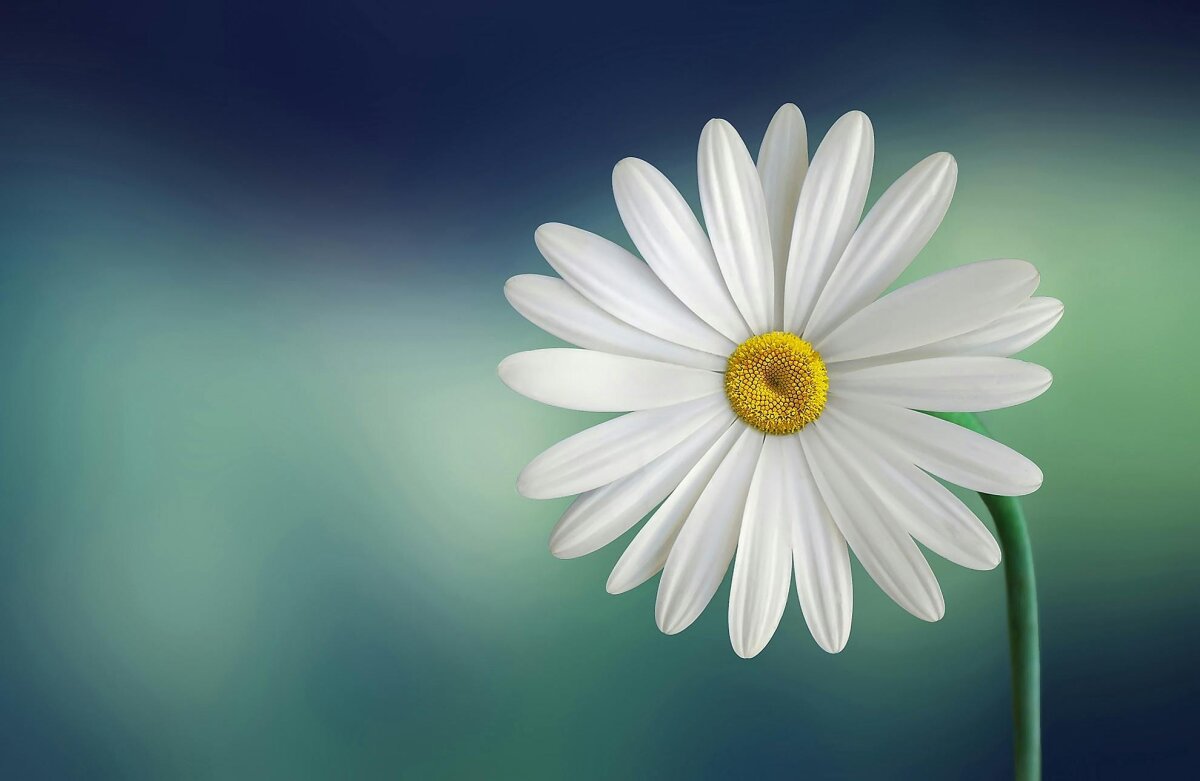 The Power of Self-Reflection in the Middle-Way Method